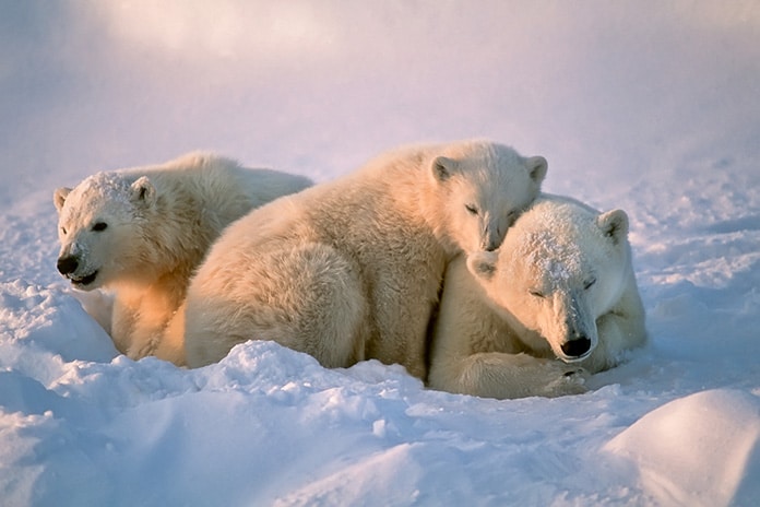 polar bears