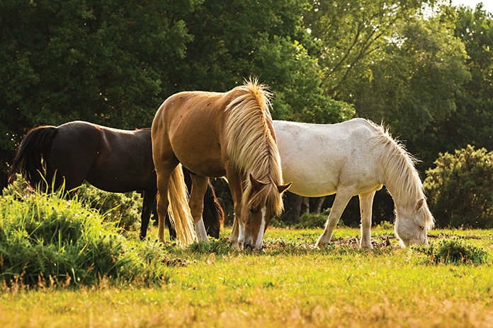 away resorts new forest ponies