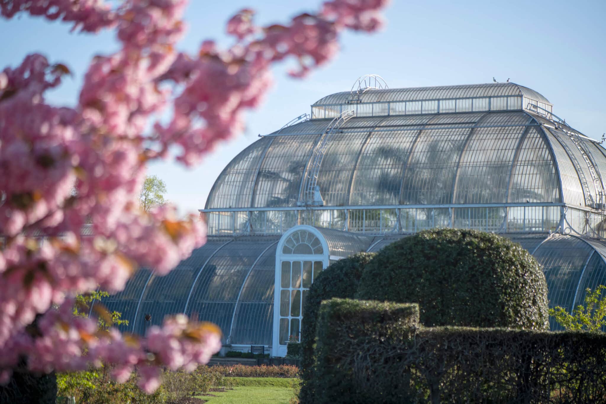 Palm House With Cherry Blossom In Spring Credit Jeff Eden © Rbg Kew